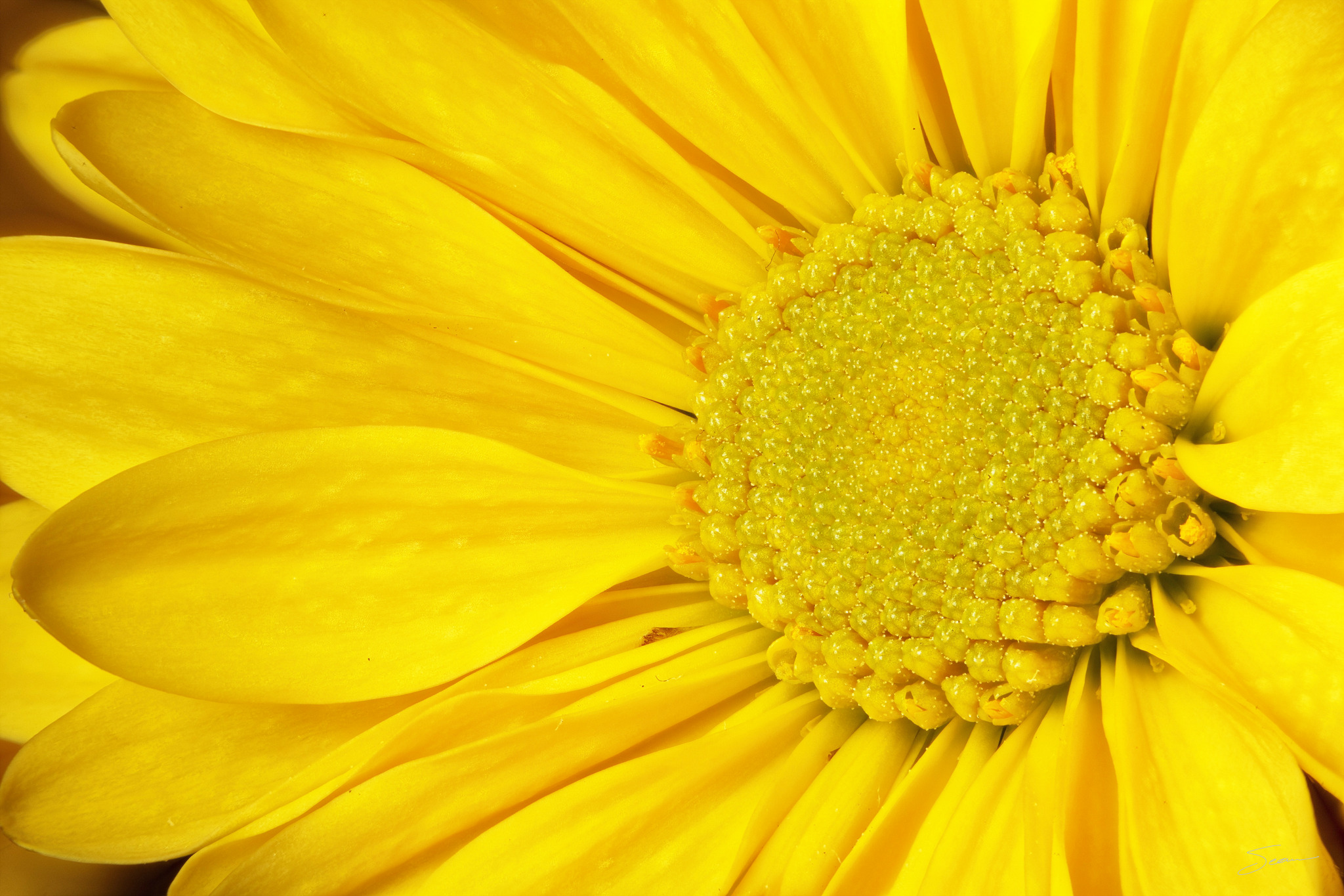 Photo by Sean Setters Photography