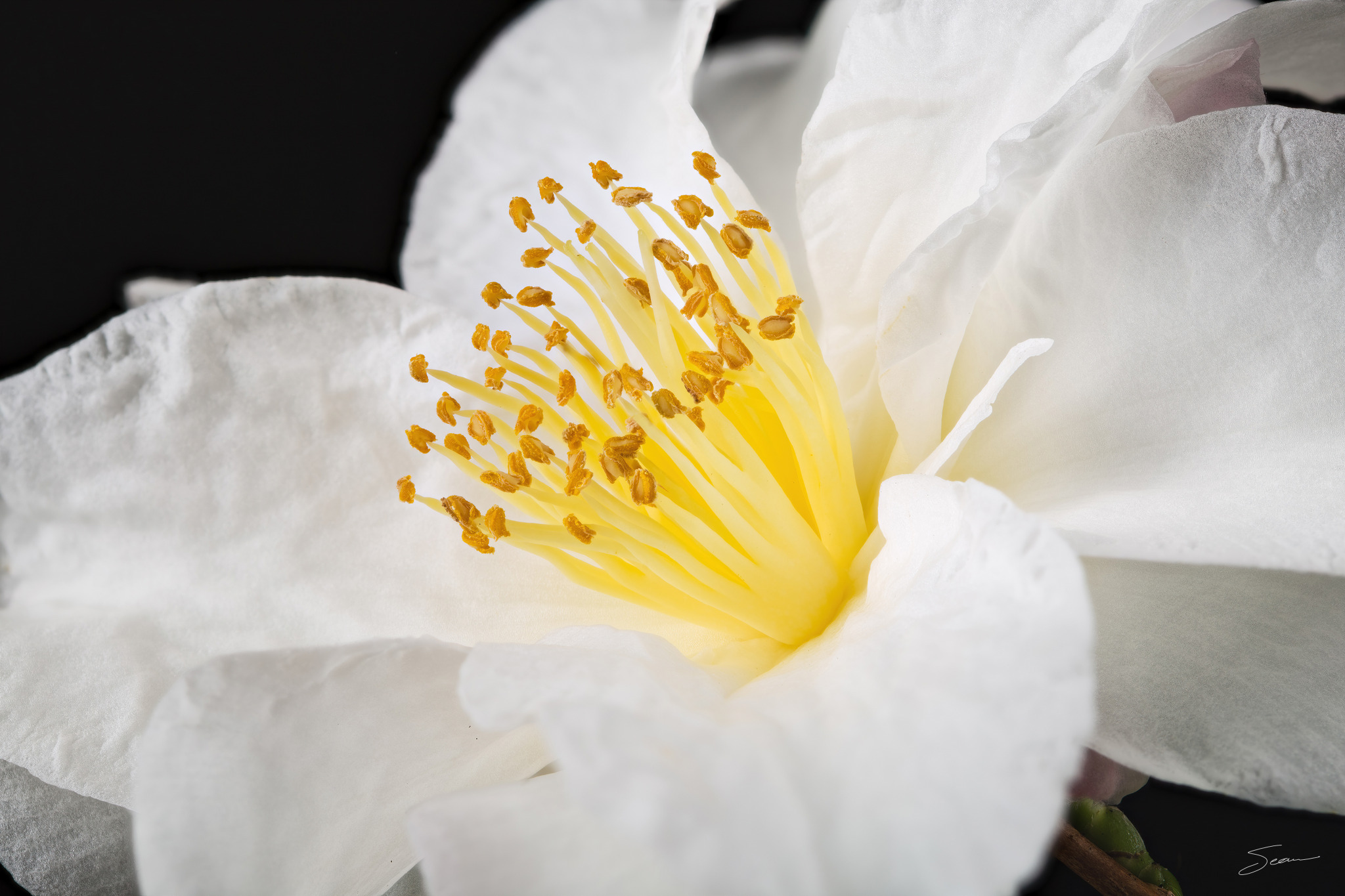 Photo by Sean Setters Photography