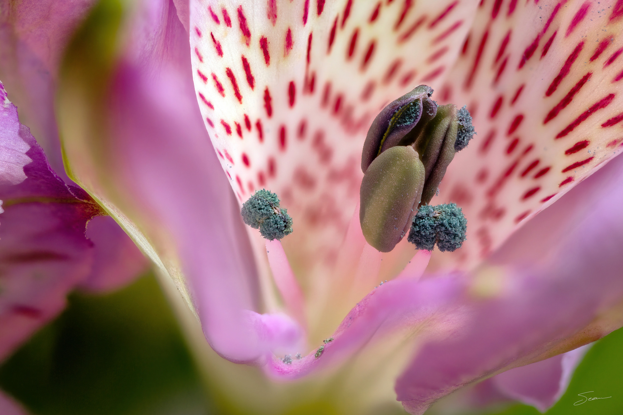 Photo by Sean Setters Photography