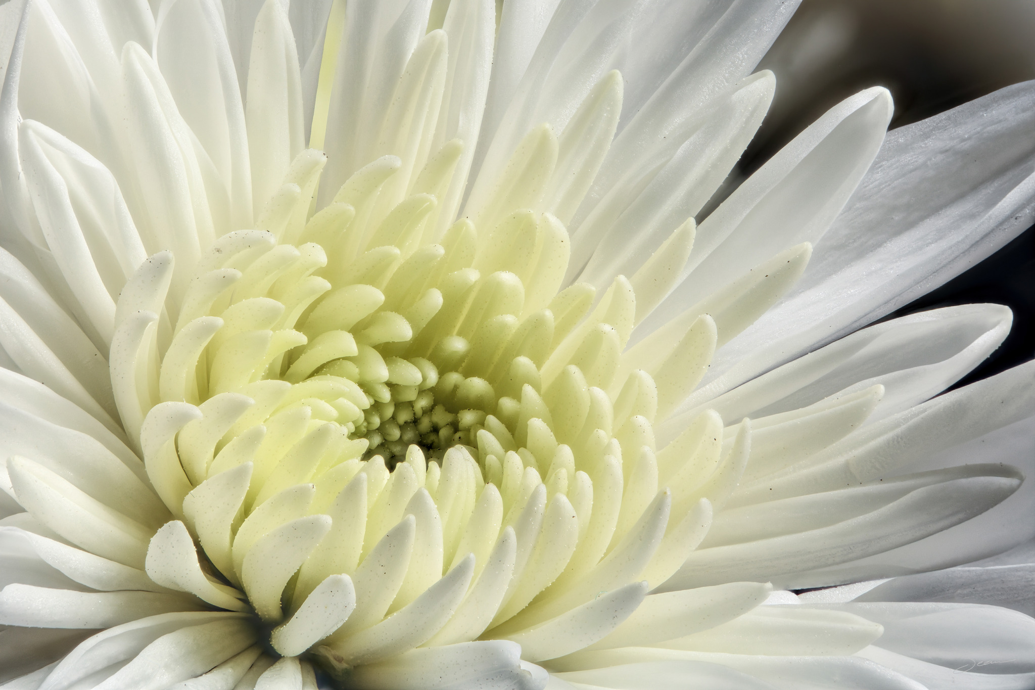 Photo by Sean Setters Photography