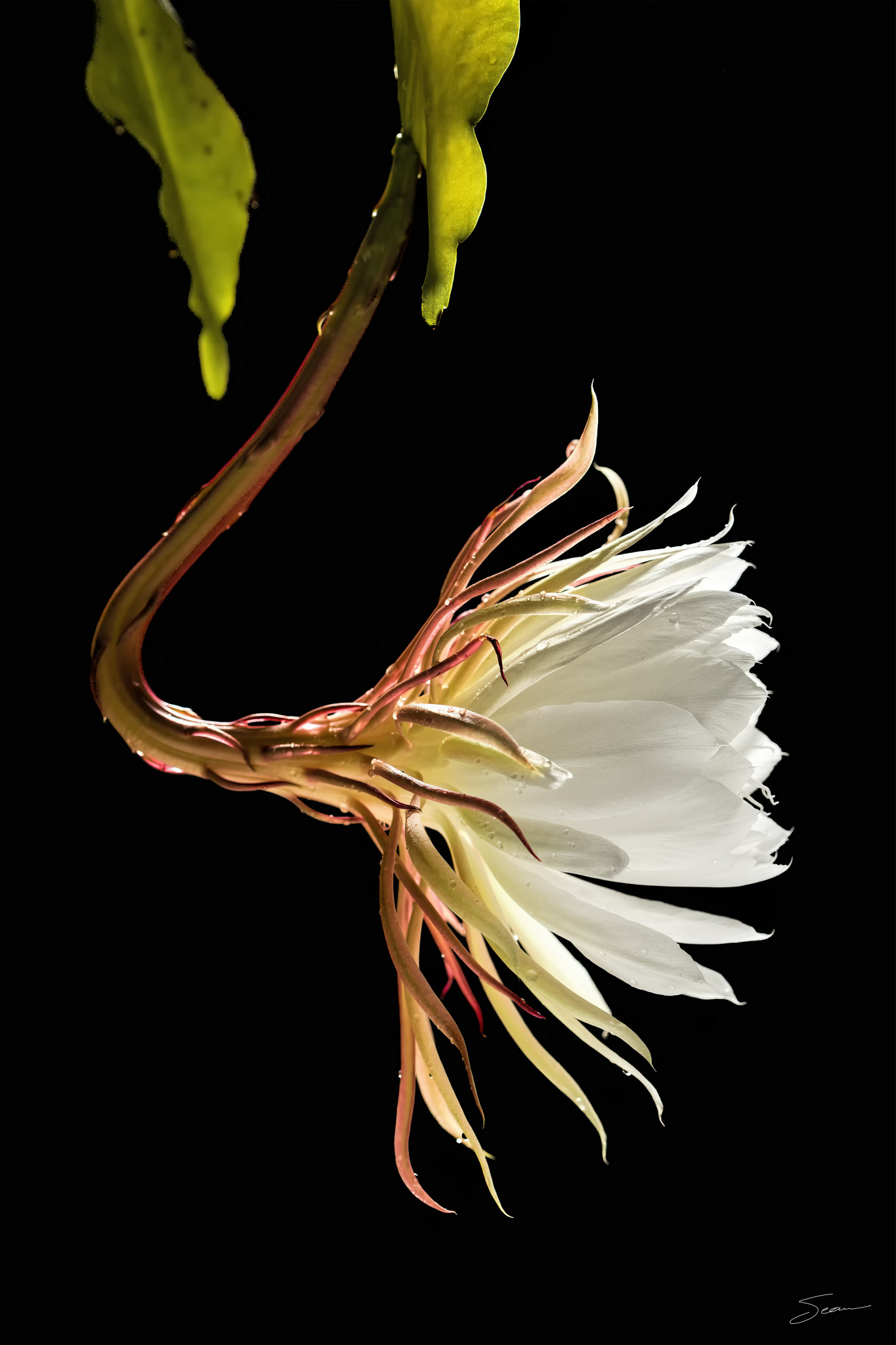 Photo by Sean Setters Photography