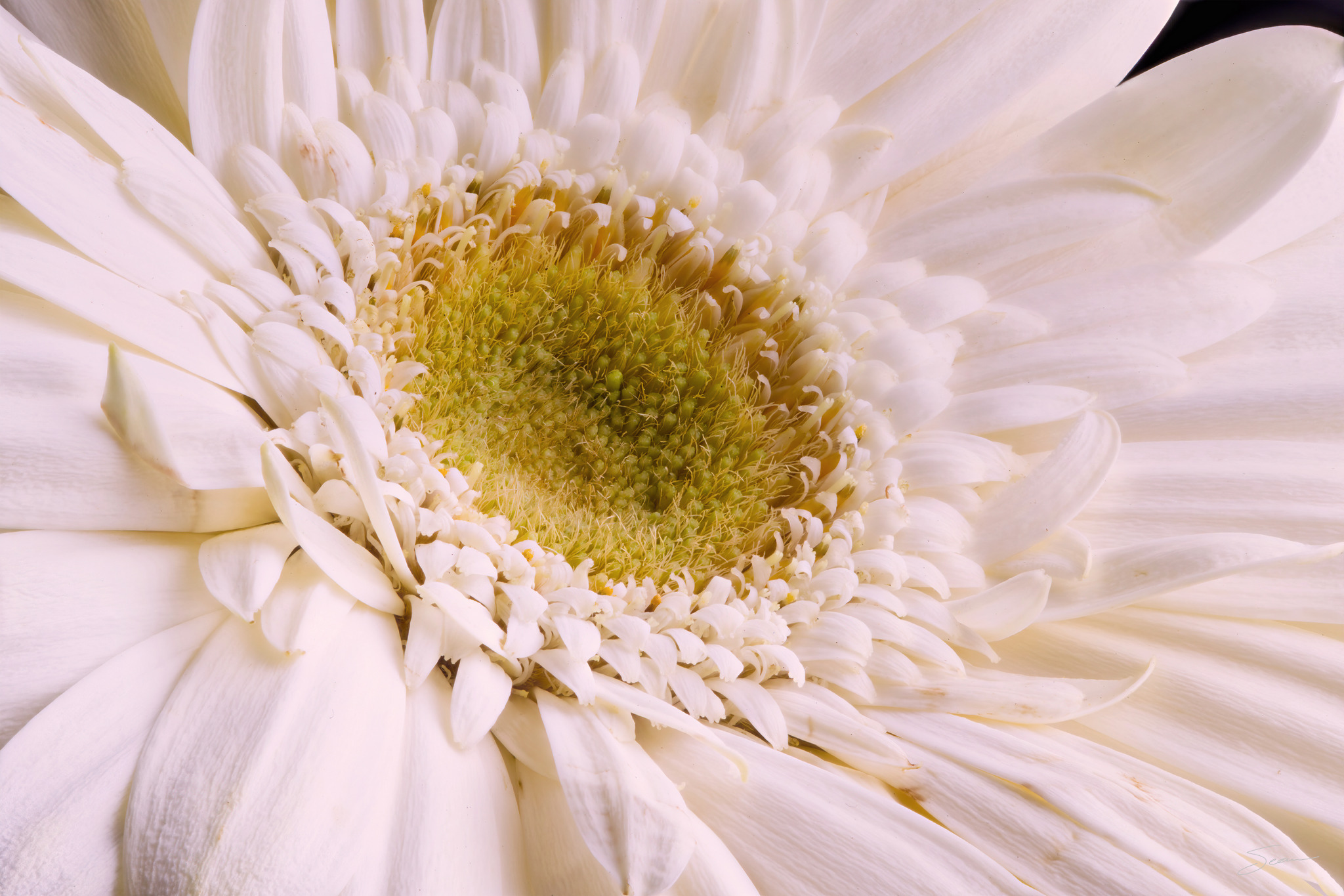 Photo by Sean Setters Photography